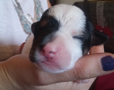 Uno de los cachorros rescatados este sábado en Castellar Uno de los cachorros rescatados este sábado en Castellar