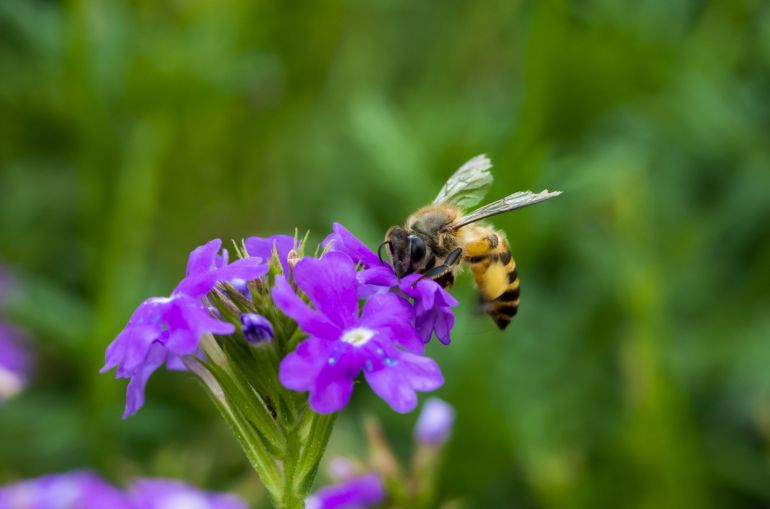 Trasladada al Hospital del Bierzo por una picadura de abeja Trasladada al Hospital del Bierzo por una picadura de abeja