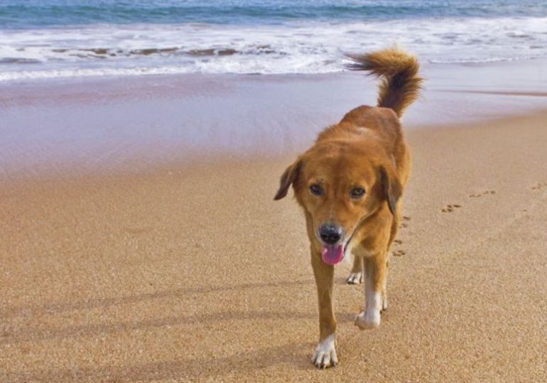 Perro en la playa Perro en la playa