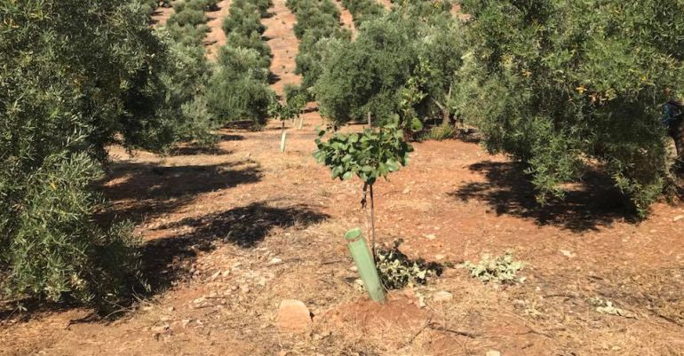 Una planta de pistacho en medio de olivos en la comarca del Condado. Una planta de pistacho en medio de olivos en la comarca del Condado.