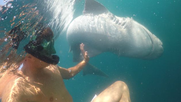 Avistado un tiburón de gran tamaño cerca de la isla de Tabarca Avistado un tiburón de gran tamaño cerca de la isla de Tabarca