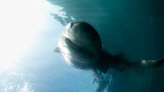 Avistado un tiburón de gran tamaño cerca de la isla de Tabarca Avistado un tiburón de gran tamaño cerca de la isla de Tabarca