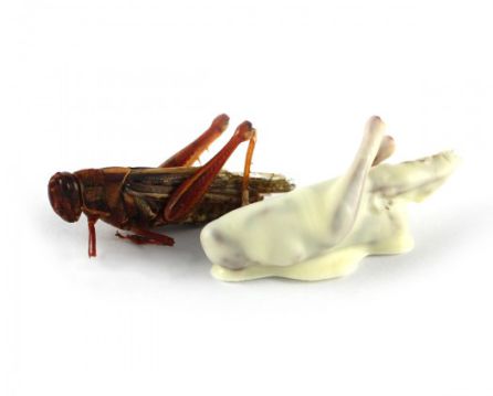 Saltamontes cubiertos de chocolate blanco Saltamontes cubiertos de chocolate blanco