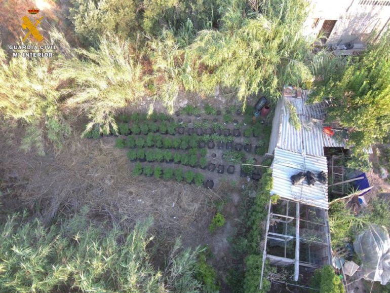 El detenido tenía más de 200 plantas de marihuana en un terreno lindante con su vivienda El detenido tenía más de 200 plantas de marihuana en un terreno lindante con su vivienda