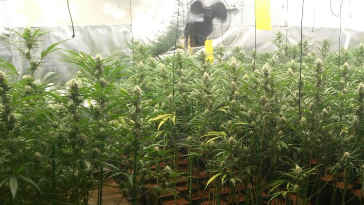 Detenidas cuatro personas en Bargas con plantas y cogollos de marihuana