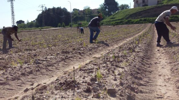 Agricultura. 120 jóvenes de Guadalajara muestran su interés por incorporarse a la agricultura y la ganadería: 120 jóvenes de Guadalajara interesados en hacerse agricultores o ganaderos