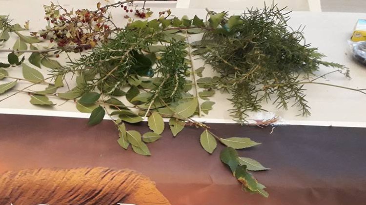 Lo que las plantas pueden aportar a nuestra salud
y que estamos olvidando