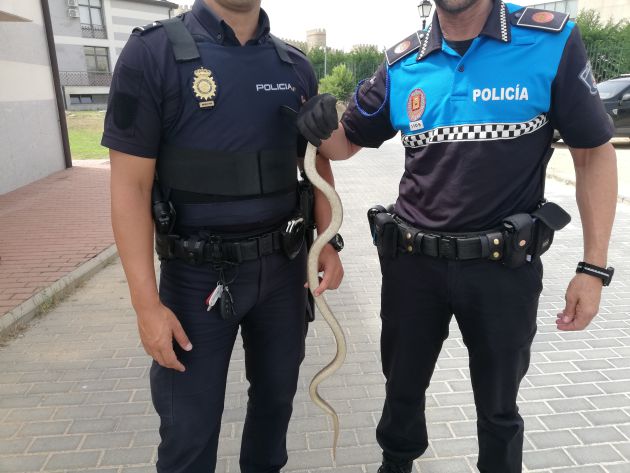 Localizan una culebra de escalera junto al cuartel de Policía Local Localizan una culebra de escalera junto al cuartel de Policía Local