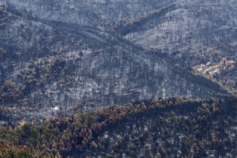 "La zona del incendio de Yeste no se ha recuperado, aunque el monte ya está empezando a despertar otra vez" "La zona del incendio de Yeste no se ha recuperado, aunque el monte ya está empezando a despertar otra vez"
