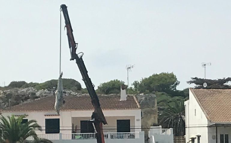 Llega un delfín muerto a la Cala Sant Esteve Llega un delfín muerto a la Cala Sant Esteve