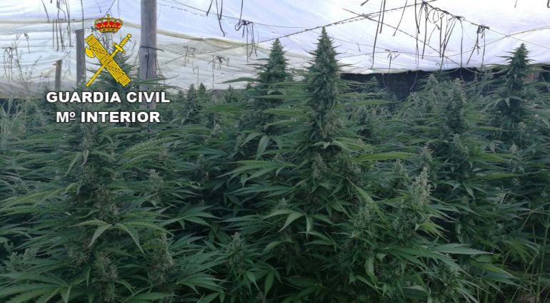 Detenidos los cuatro responsables de invernadero marihuana en San Javier con nueve mil plantas Detenidos los cuatro responsables de invernadero marihuana en San Javier con nueve mil plantas
