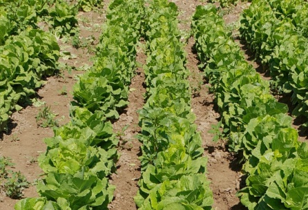 Plantación de lechugas del agricultor afectado Plantación de lechugas del agricultor afectado