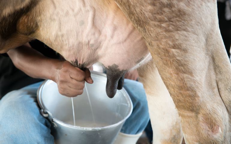 Los riesgos de beber leche cruda Los riesgos de beber leche cruda