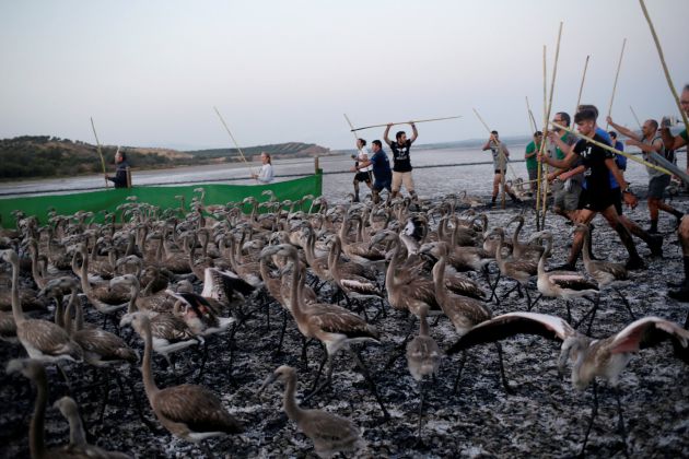 Volunteers place flamingo chicks inside a corral before fitting them with identity rings at a lagoon in the Fuente de Piedra natural reserve, near Malaga Volunteers place flamingo chicks inside a corral before fitting them with identity rings at a lagoon in the Fuente de Piedra natural reserve, near Malaga