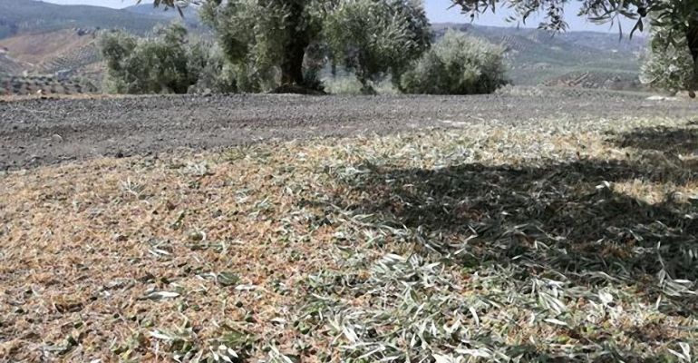 Daños producidos en un olivar de Alcalá la Real tras la última tormenta del pasado fin de semana. Daños producidos en un olivar de Alcalá la Real tras la última tormenta del pasado fin de semana.