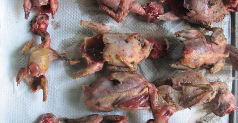 Incautación de 20 aves tras ser atrapadas con métodos de caza ilegal. Incautación de 20 aves tras ser atrapadas con métodos de caza ilegal.