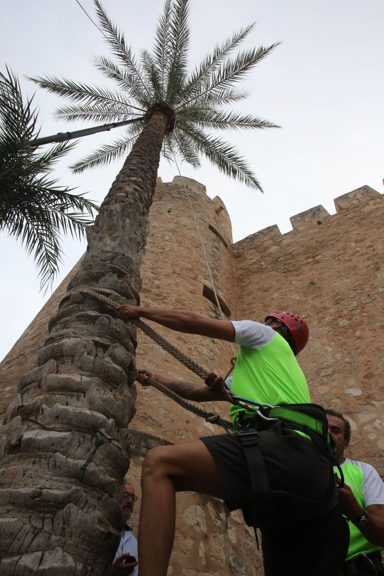 Quinta edición de trepa de palmera Quinta edición de trepa de palmera