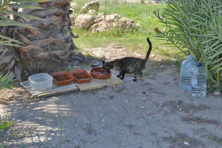 90 municipios se acogen al plan de ayudas para el control de colonias de gatos callejeros 90 municipios se acogen al plan de ayudas para el control de colonias de gatos callejeros