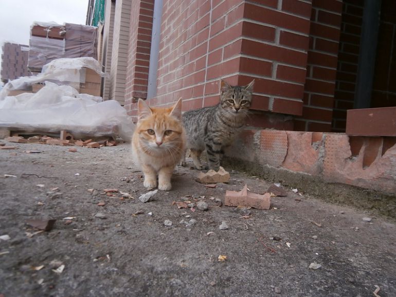 Gatos callejeros: Vila garantizará la esterilización y el control sanitario de las colonias urbanas de gatos Gatos callejeros: Vila garantizará la esterilización y el control sanitario de las colonias urbanas de gatos