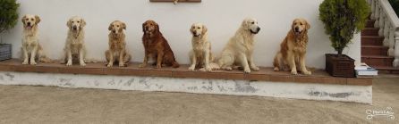 Perros terapéuticos Asociacion Dar Vida Perros terapéuticos Asociacion Dar Vida
