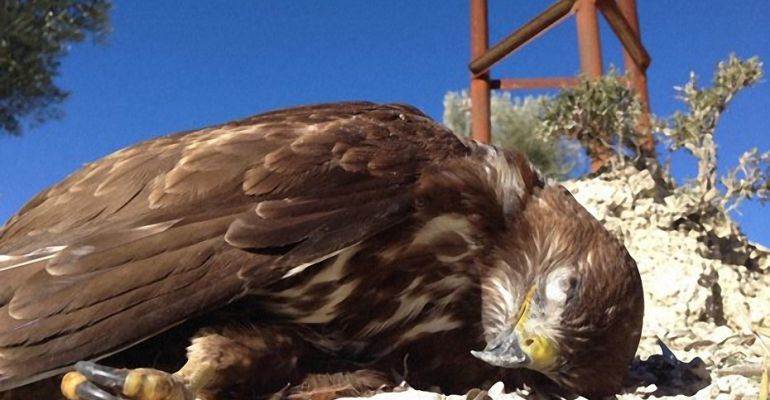 Águila fallecida en las inmediaciones de un tendido eléctrico. Águila fallecida en las inmediaciones de un tendido eléctrico.