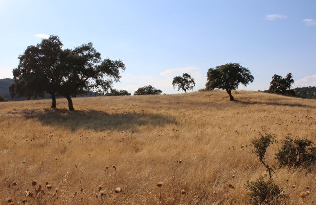 Pradera visiblemente seca en la zona de búsqueda Pradera visiblemente seca en la zona de búsqueda