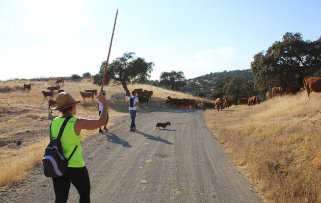 Una de las voluntarias espanta al ganado para poder continuar con el camino Una de las voluntarias espanta al ganado para poder continuar con el camino