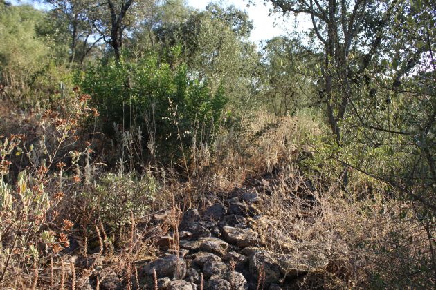Terreno pedregoso y lleno de maleza por el que se está buscando a Juan José Terreno pedregoso y lleno de maleza por el que se está buscando a Juan José