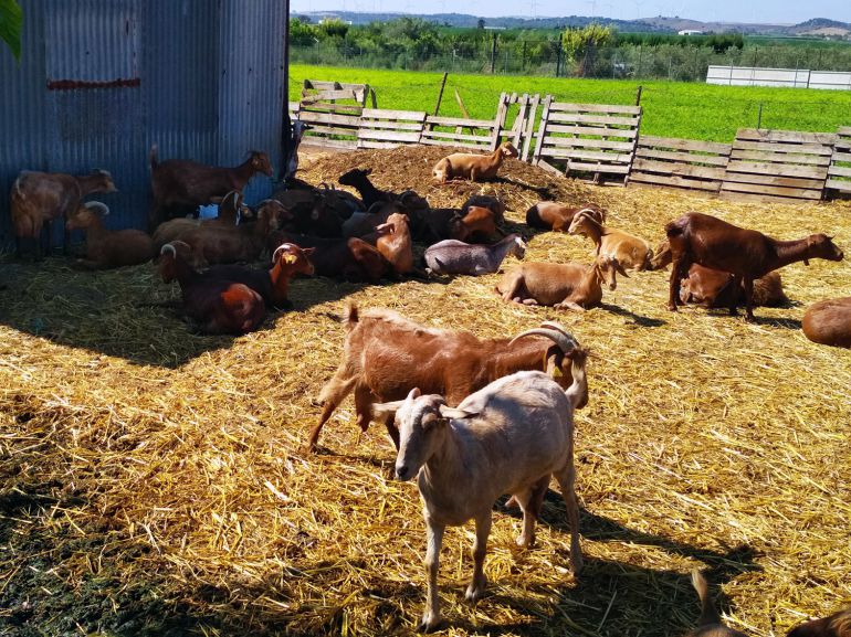Piara de cabras Piara de cabras