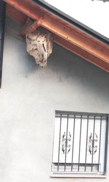 Los bomberos advierten que cobran por retirar nidos de velutina, algo que no cuenta la Junta Los bomberos advierten que cobran por retirar nidos de velutina, algo que no cuenta la Junta