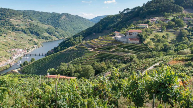 La D.O. Ribeira Sacra calcula que este año se recolectarán más de 6 millones de kilos de uva