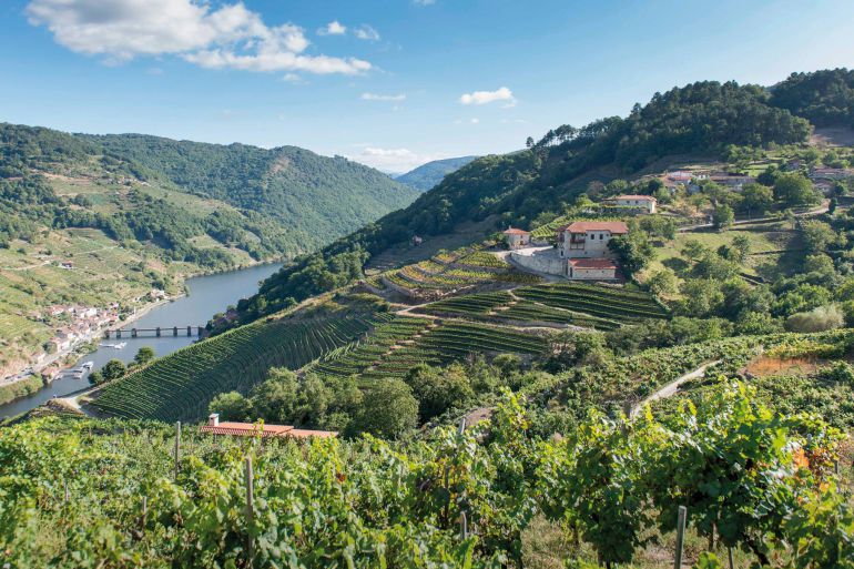 Un viñedo en la Ribeira Sacra Un viñedo en la Ribeira Sacra