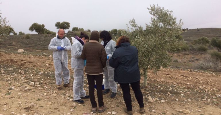 Investigadores trabajan en el análisis de una planta de olivo. Investigadores trabajan en el análisis de una planta de olivo.