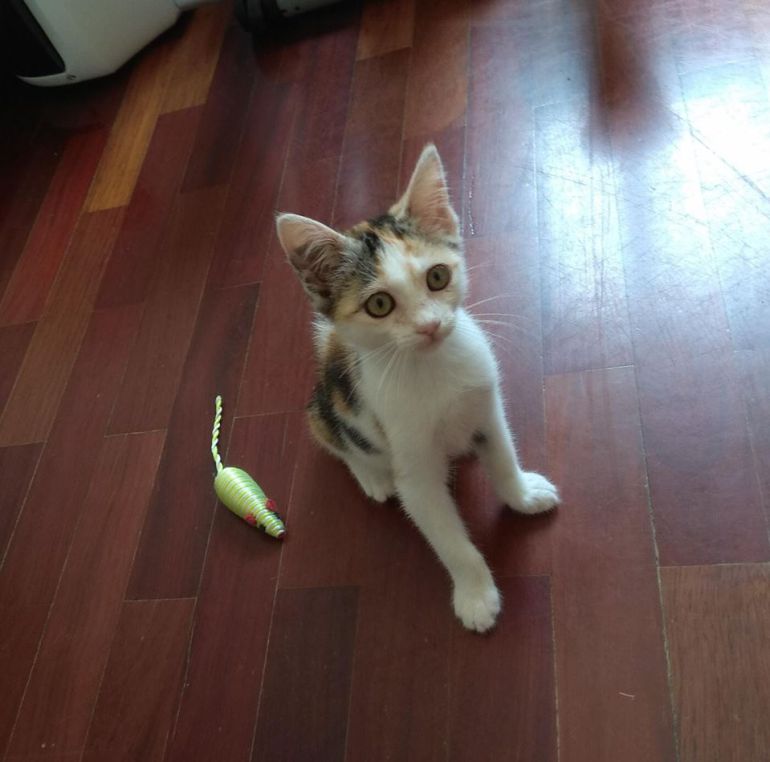 Uno de los gatitos que tiene la protectora en adopción. Uno de los gatitos que tiene la protectora en adopción.
