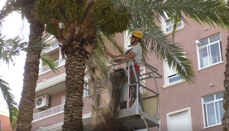 Limpieza de dátiles Limpieza de dátiles