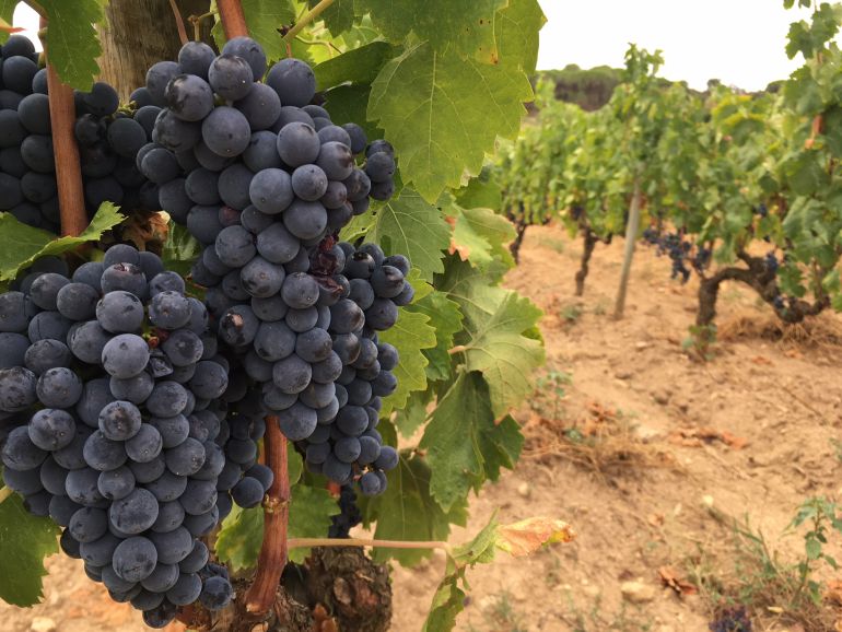 La DO Empordà ho veu menys negre La DO Empordà ho veu menys negre