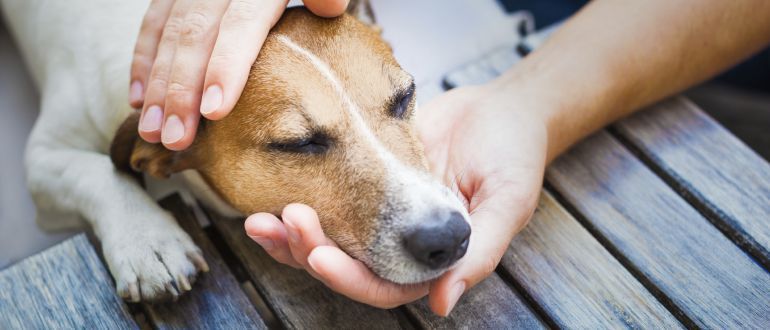 Una aplicación móvil permite adoptar mascotas abandonadas y recuperar a las extraviadas: Una aplicación móvil permite adoptar mascotas abandonadas y recuperar a las extraviadas Una aplicación móvil permite adoptar mascotas abandonadas y recuperar a las extraviadas: Una aplicación móvil permite adoptar mascotas abandonadas y recuperar a las extraviadas