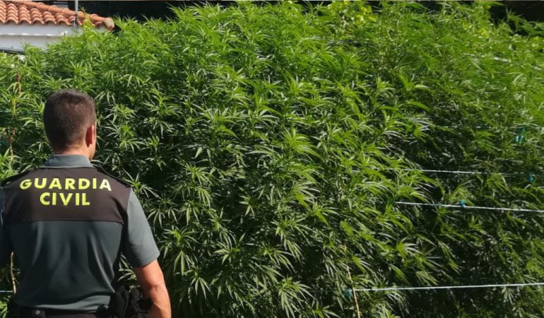 Una de las plantaciones desmanteladas por la Guardia Civil Una de las plantaciones desmanteladas por la Guardia Civil