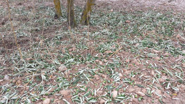 Daños en olivar de Baza tras tormenta de granizo Daños en olivar de Baza tras tormenta de granizo