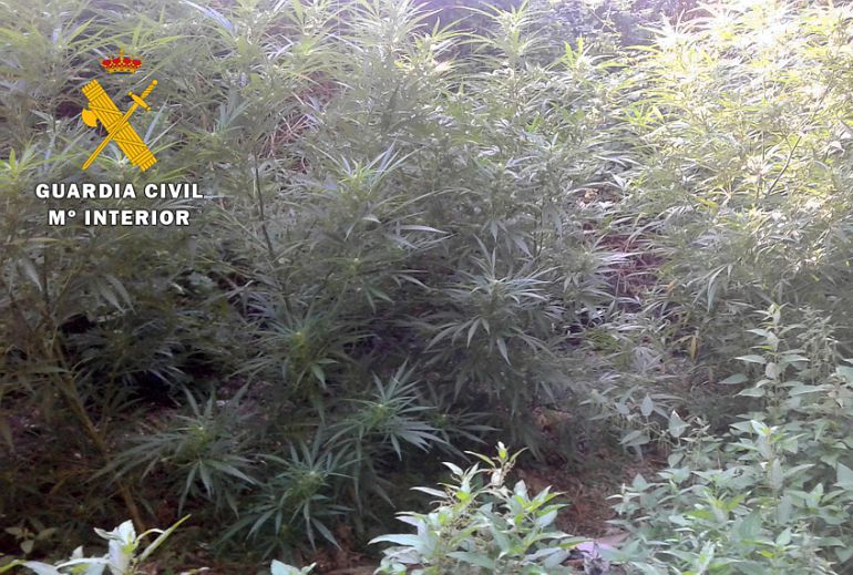 Drogas: La Guardia Civil intensifica con el final del verano la persecución de 'maría' Drogas: La Guardia Civil intensifica con el final del verano la persecución de 'maría'