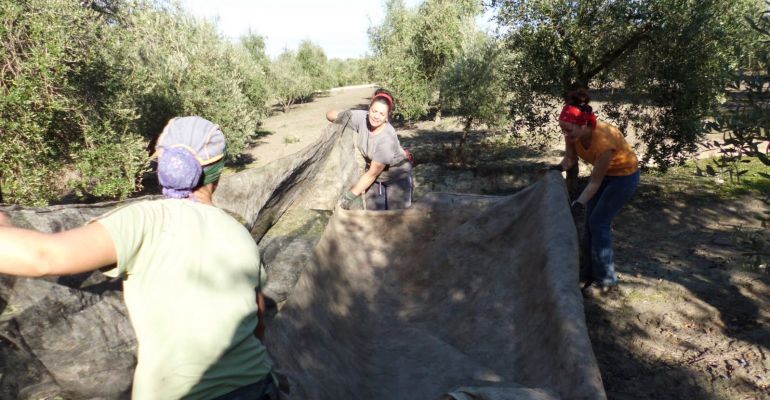 Mujeres realizando labores de recolecta de aceituna en los olivares de la provincia. Mujeres realizando labores de recolecta de aceituna en los olivares de la provincia.