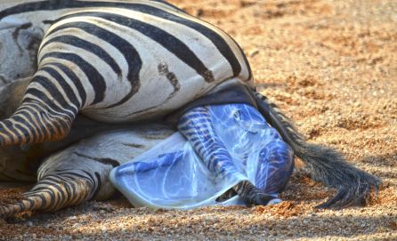 Los cuidadores de BIOPARC Valencia salvan a una cebra recién nacida de morir ahogada Los cuidadores de BIOPARC Valencia salvan a una cebra recién nacida de morir ahogada