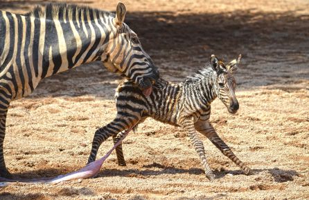 Los cuidadores de BIOPARC Valencia salvan a una cebra recién nacida de morir ahogada Los cuidadores de BIOPARC Valencia salvan a una cebra recién nacida de morir ahogada