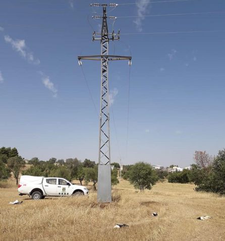 Cigüeñas muertas en Portalrubio de Guadamejud, en Cuenca. Cigüeñas muertas en Portalrubio de Guadamejud, en Cuenca.