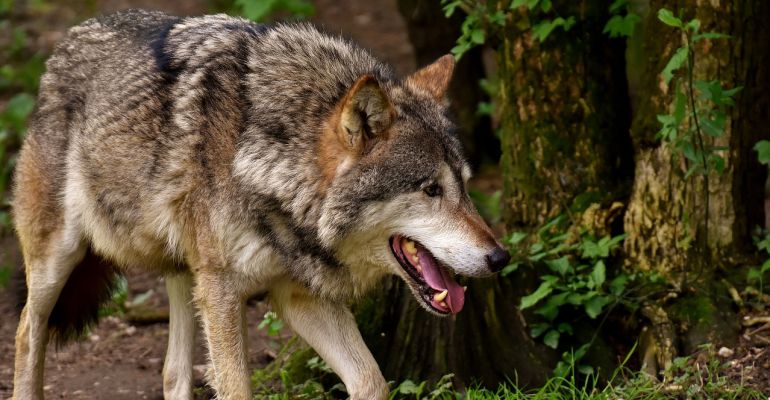 El lobo es esencial para el control de ungulados de herbívoros El lobo es esencial para el control de ungulados de herbívoros
