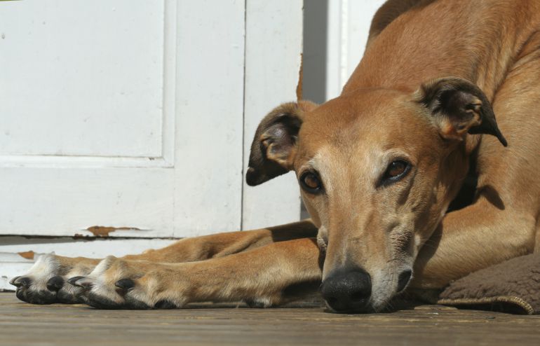 Uno de los principales problemas de los animales de compañía es su venta por internet. Uno de los principales problemas de los animales de compañía es su venta por internet.