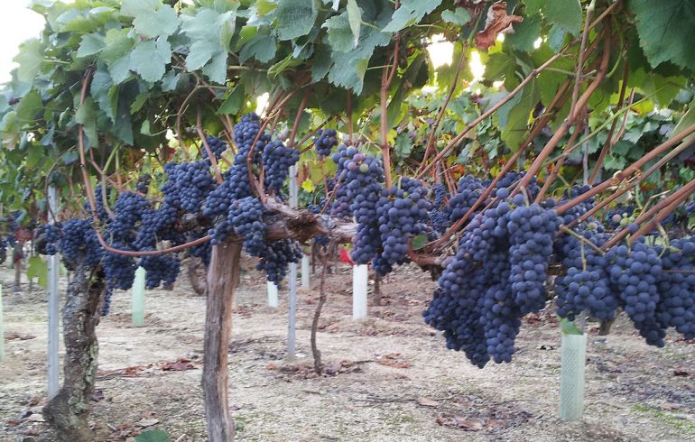 5 bodegas de la Comarca de O Ribeiro han iniciado ya la vendimia 5 bodegas de la Comarca de O Ribeiro han iniciado ya la vendimia