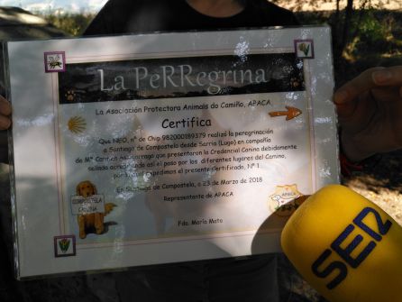 Ya son más de 300 los perros que cuentan con la Perregrina Ya son más de 300 los perros que cuentan con la Perregrina