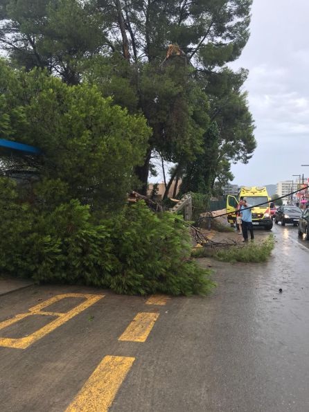 Uno de los árboles caídos esta mañana Uno de los árboles caídos esta mañana