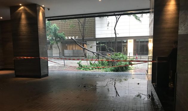 Árboles caídos tras el paso del tifón. Árboles caídos tras el paso del tifón.